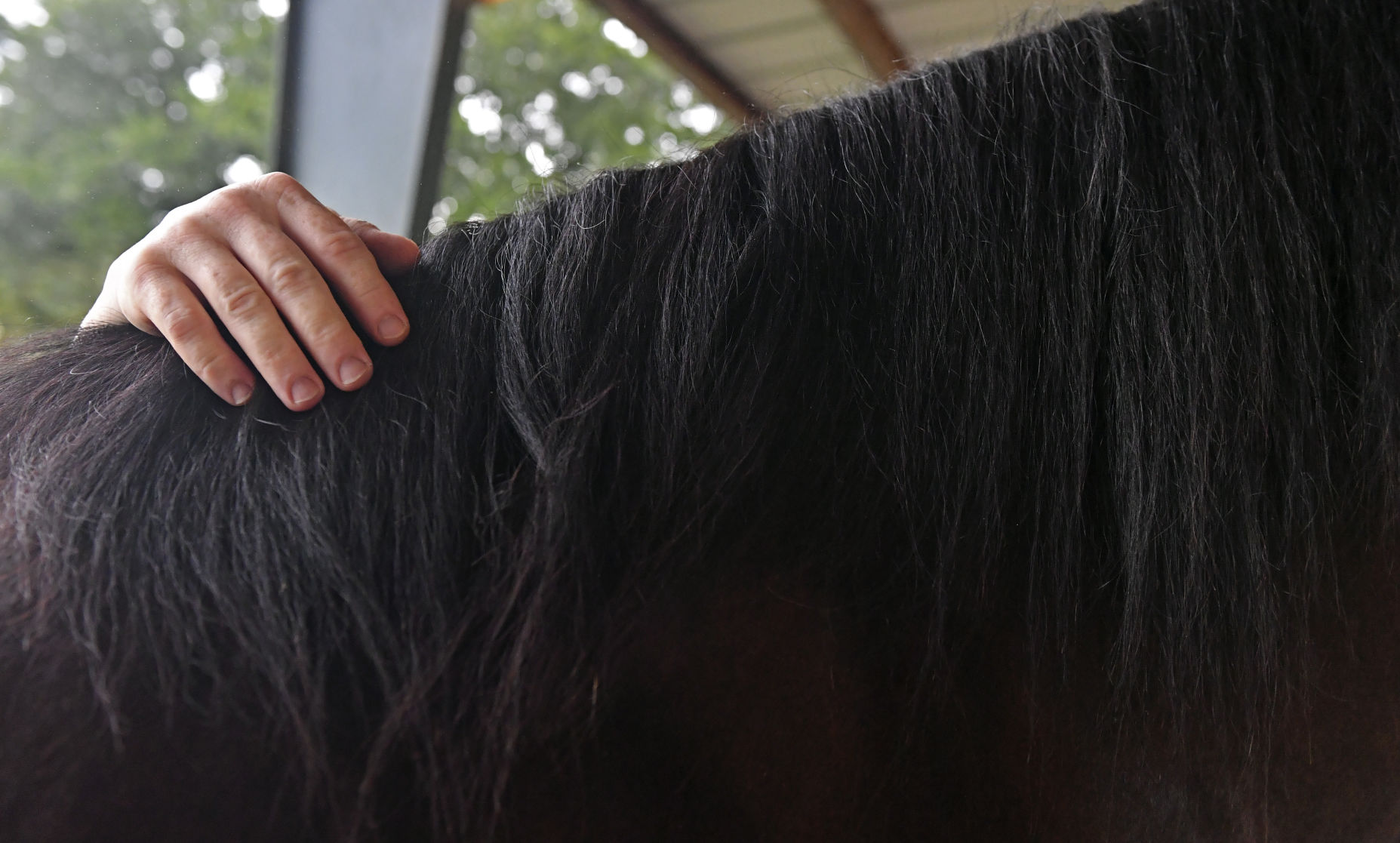 BR.brpdhorses.adv HS 012.JPG